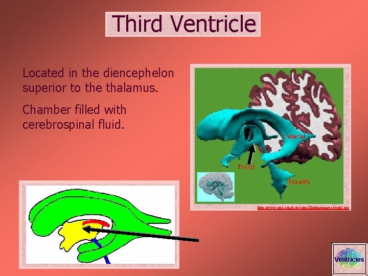 Third Ventricle Located in the diencephelon superior to the thalamus. Chamber filled with cerebrospinal