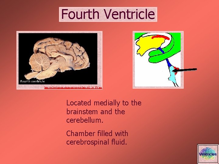 Fourth Ventricle http: //cal. vet. upenn. edu/neuro/server/slides/A 2_24_FV. jpg Located medially to the brainstem