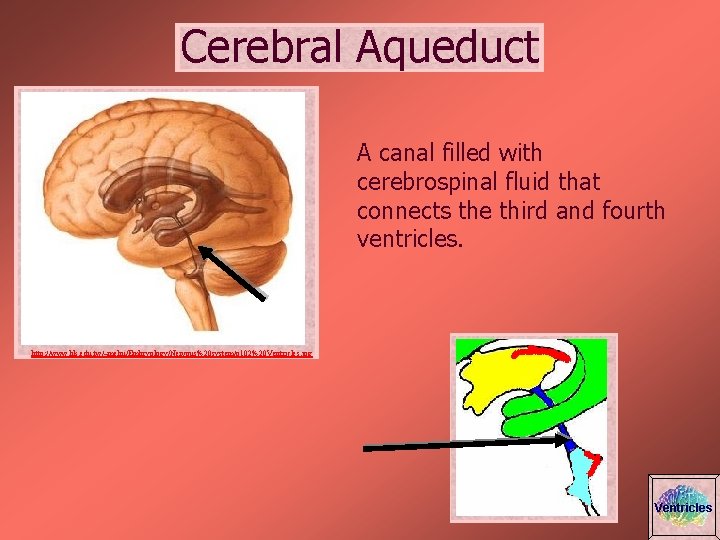 Cerebral Aqueduct A canal filled with cerebrospinal fluid that connects the third and fourth