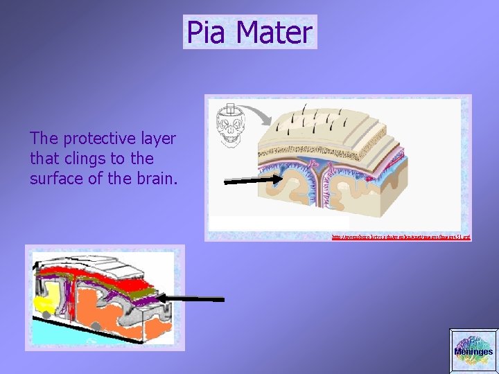 Pia Mater The protective layer that clings to the surface of the brain. http: