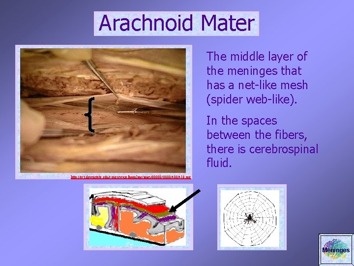 Arachnoid Mater The middle layer of the meninges that has a net-like mesh (spider