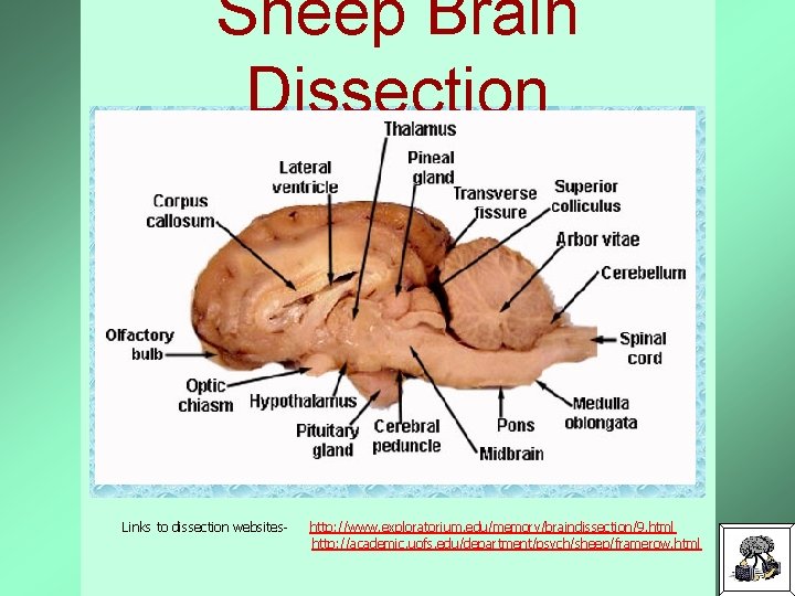 Sheep Brain Dissection Links to dissection websites- http: //www. exploratorium. edu/memory/braindissection/9. html http: //academic.