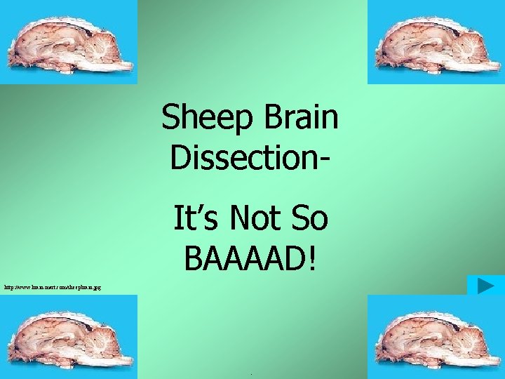 Sheep Brain Dissection. It’s Not So BAAAAD! http: //www. brain-mart. com/sheepbrain. jpg . 