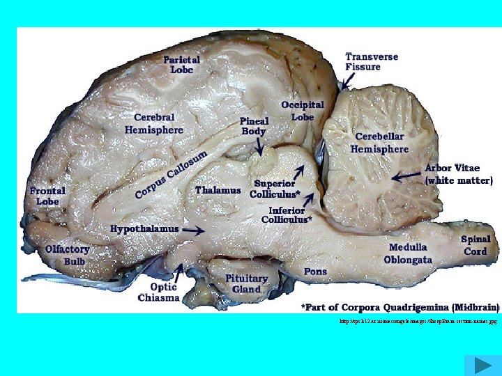 http: //sps. k 12. ar. us/massengale/images/Sheep. Brain-section-names. jpg 