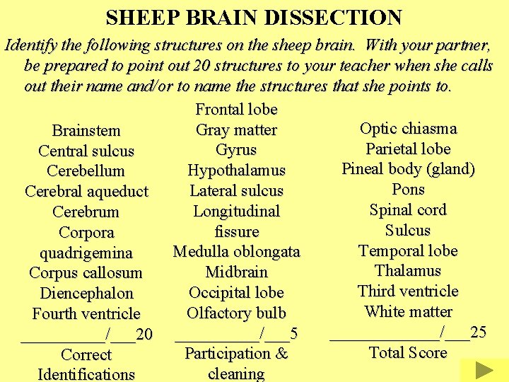 SHEEP BRAIN DISSECTION Identify the following structures on the sheep brain. With your partner,