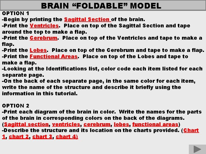 BRAIN “FOLDABLE” MODEL OPTION 1 -Begin by printing the Sagittal Section of the brain.