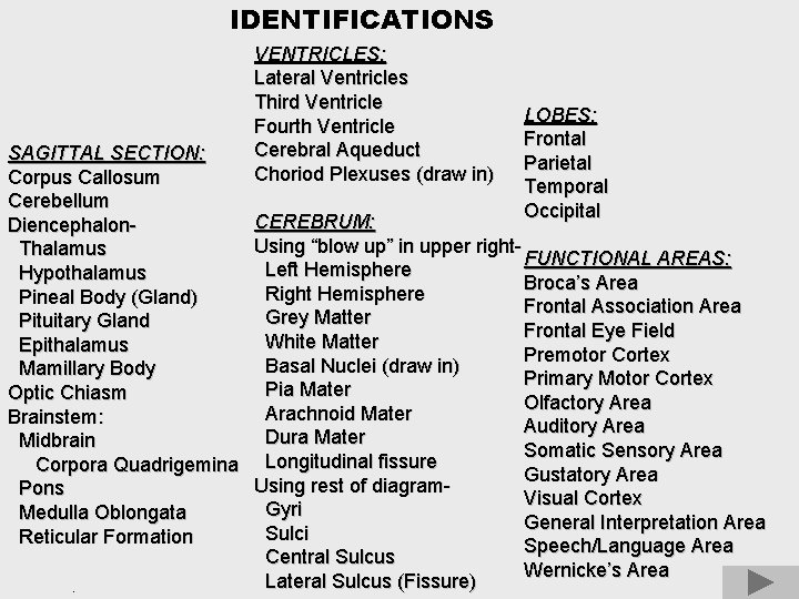 IDENTIFICATIONS SAGITTAL SECTION: Corpus Callosum Cerebellum Diencephalon. Thalamus Hypothalamus Pineal Body (Gland) Pituitary Gland