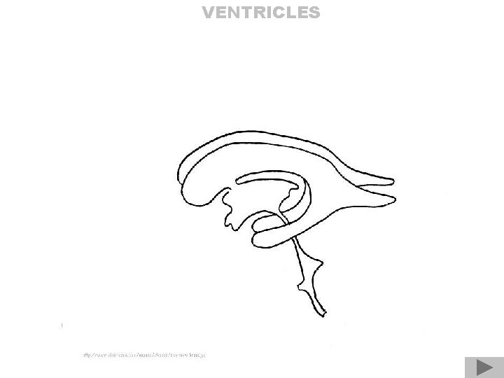 VENTRICLES 