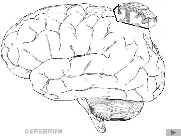 CEREBRUM 