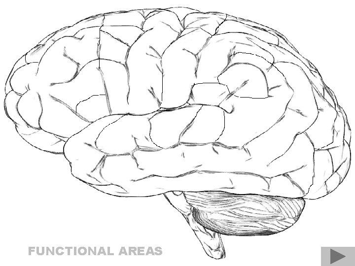 FUNCTIONAL AREAS 