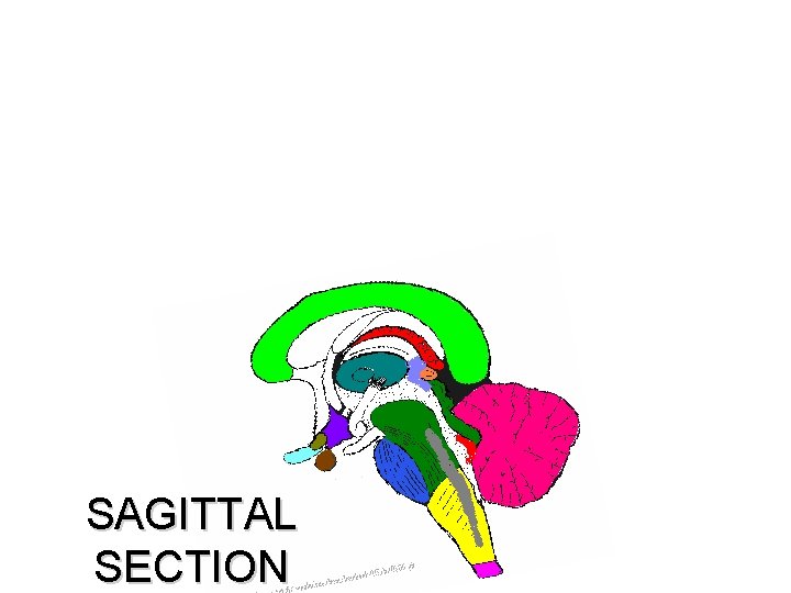 SAGITTAL SECTION 