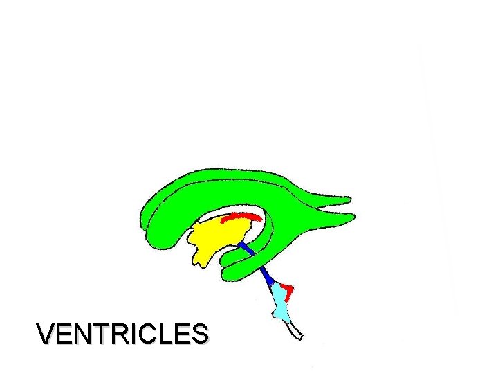 VENTRICLES 