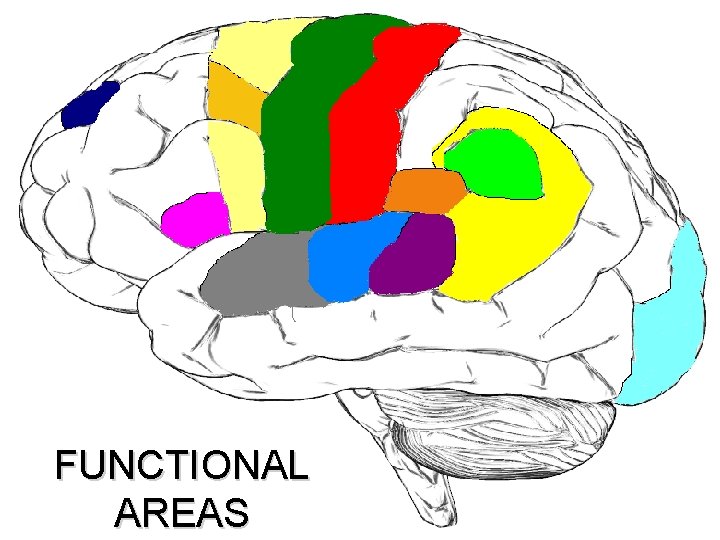 FUNCTIONAL AREAS 