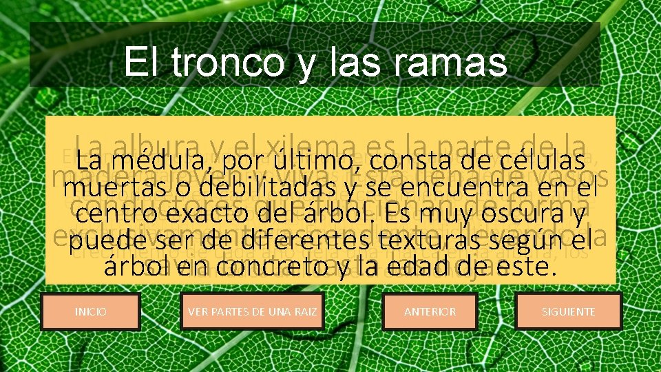 El tronco y las ramas El tronco es, probablemente, la parte La albura y