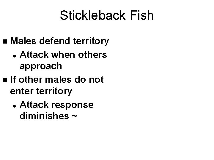 Stickleback Fish Males defend territory l Attack when others approach n If other males