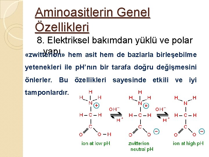 Aminoasitlerin Genel Özellikleri 8. Elektriksel bakımdan yüklü ve polar yapı hem asit hem de