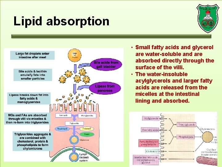 Lipid absorption • Small fatty acids and glycerol are water-soluble and are absorbed directly