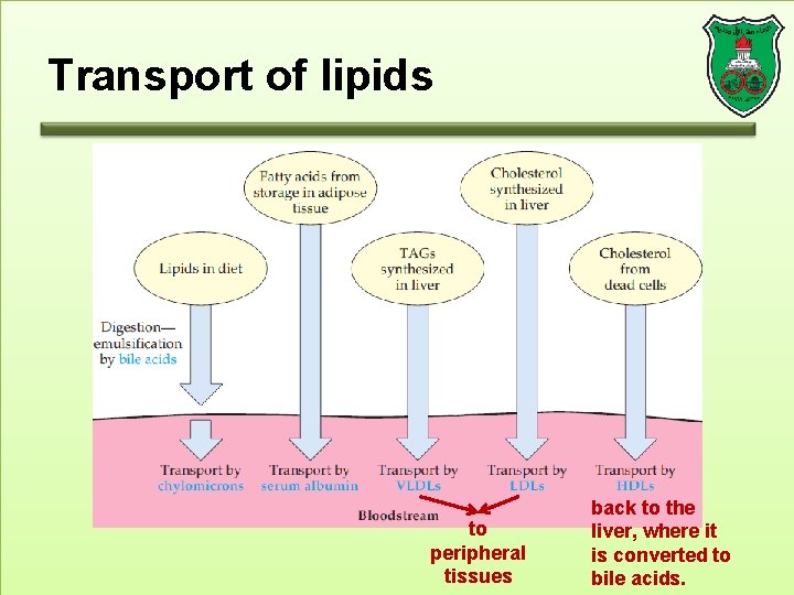 Transport of lipids to peripheral tissues back to the liver, where it is converted