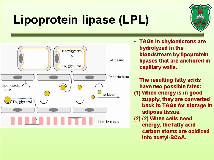 Lipoprotein lipase (LPL) • TAGs in chylomicrons are hydrolyzed in the bloodstream by lipoprotein