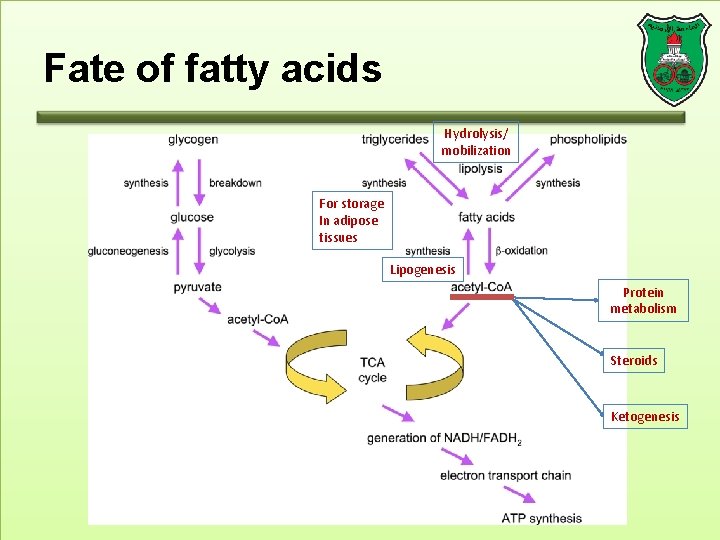 Fate of fatty acids Hydrolysis/ mobilization For storage In adipose tissues Lipogenesis Protein metabolism