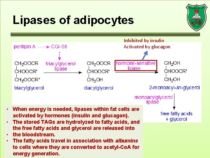 Lipases of adipocytes Inhibited by insulin Activated by glucagon • When energy is needed,
