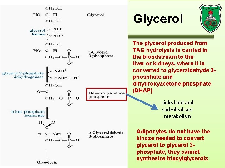 Glycerol The glycerol produced from TAG hydrolysis is carried in the bloodstream to the