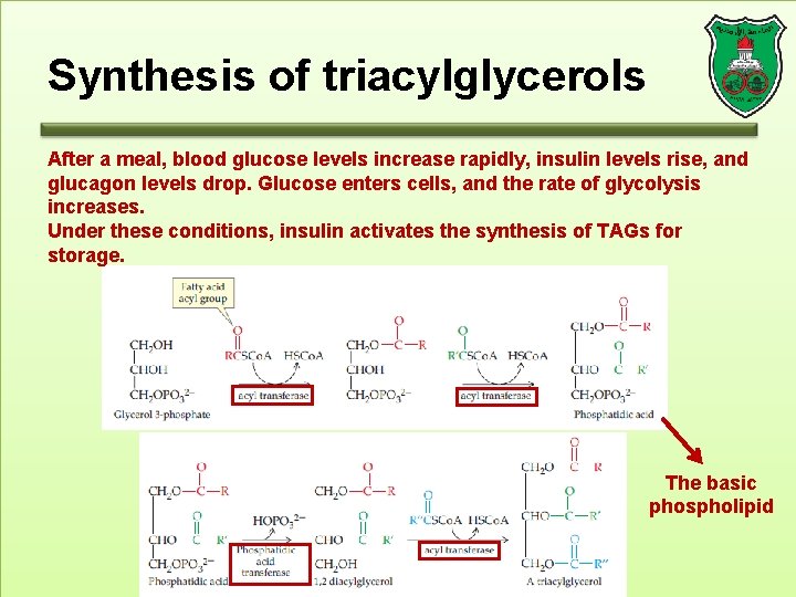 Synthesis of triacylglycerols After a meal, blood glucose levels increase rapidly, insulin levels rise,