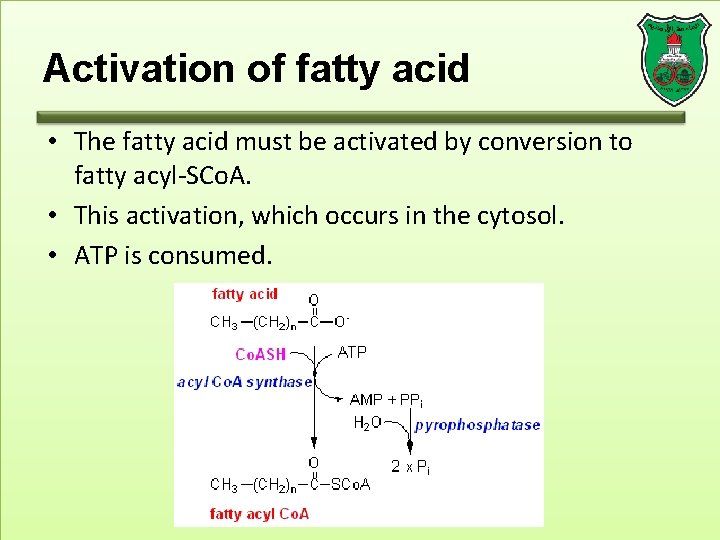 Activation of fatty acid • The fatty acid must be activated by conversion to