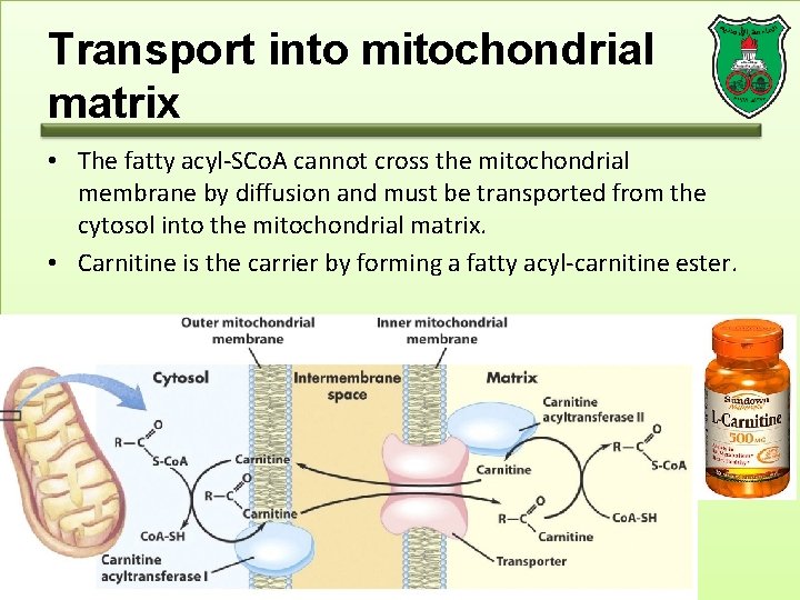 Transport into mitochondrial matrix • The fatty acyl-SCo. A cannot cross the mitochondrial membrane