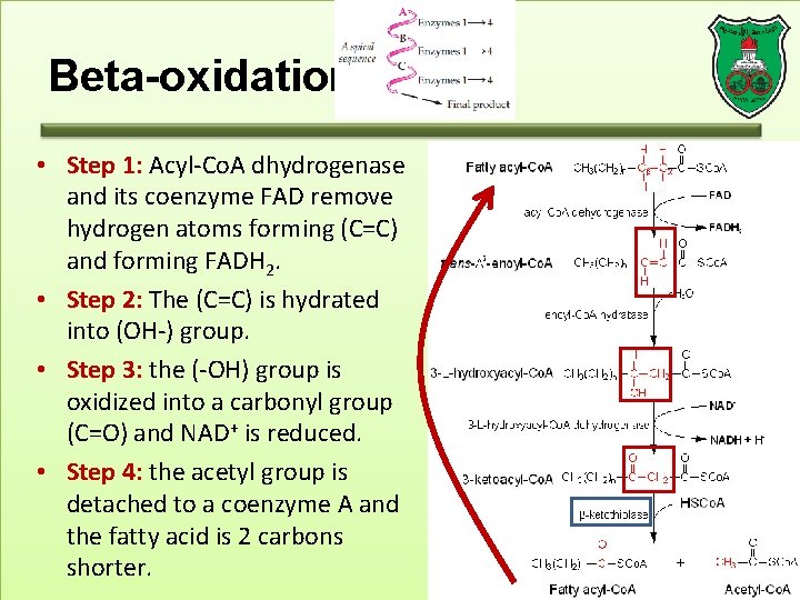 Beta-oxidation • Step 1: Acyl-Co. A dhydrogenase and its coenzyme FAD remove hydrogen atoms