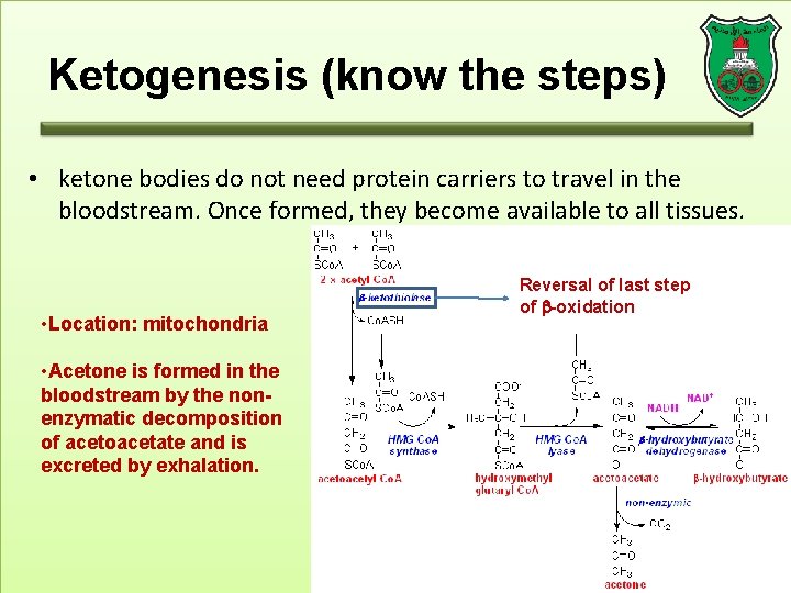 Ketogenesis (know the steps) • ketone bodies do not need protein carriers to travel