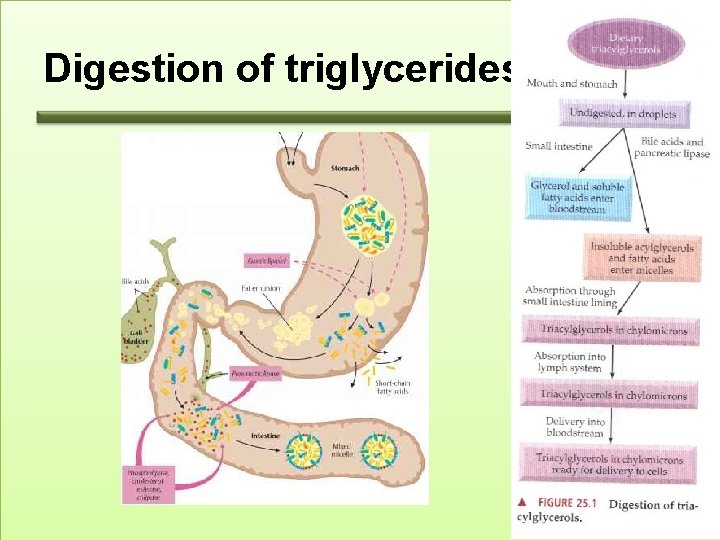 Digestion of triglycerides 