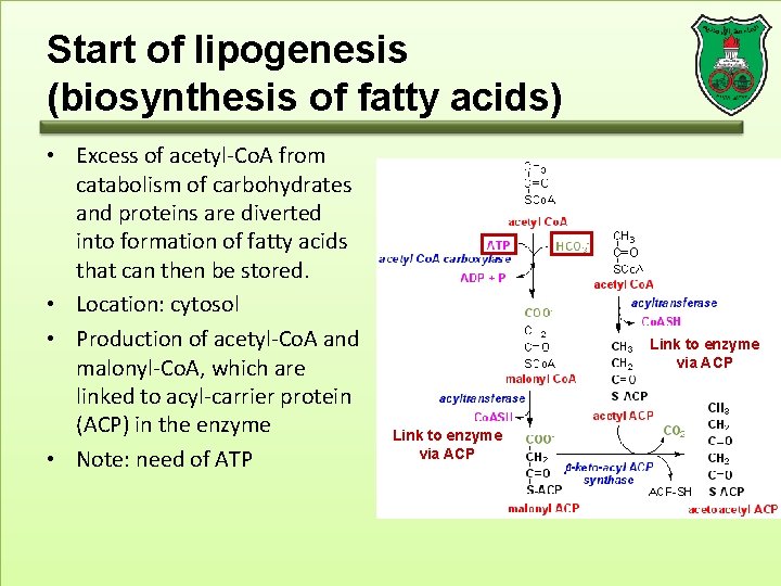 Start of lipogenesis (biosynthesis of fatty acids) • Excess of acetyl-Co. A from catabolism