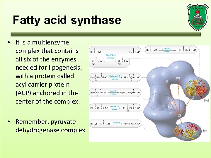Fatty acid synthase • It is a multienzyme complex that contains all six of