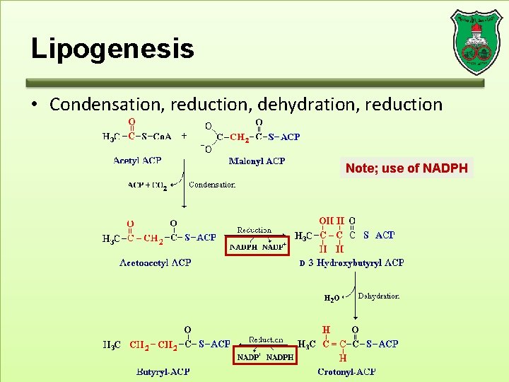 Lipogenesis • Condensation, reduction, dehydration, reduction Note; use of NADPH 