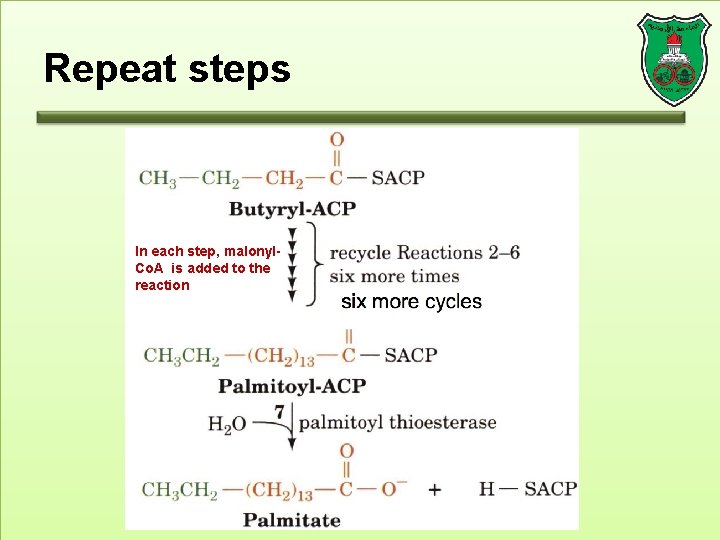 Repeat steps In each step, malonyl. Co. A is added to the reaction 