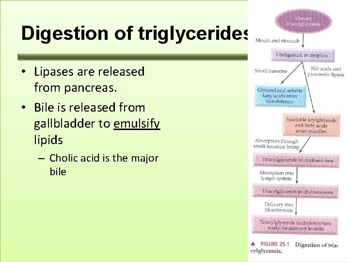Digestion of triglycerides • Lipases are released from pancreas. • Bile is released from
