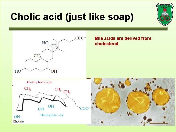 Cholic acid (just like soap) Bile acids are derived from cholesterol 