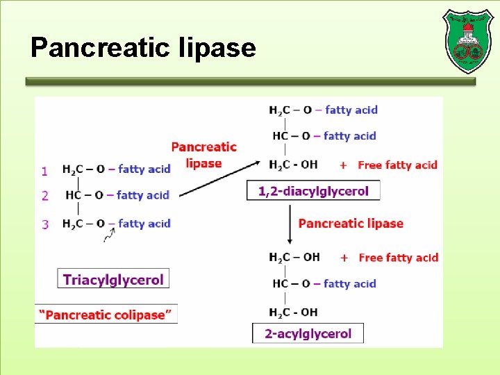 Pancreatic lipase 