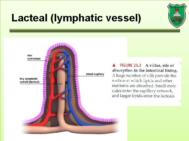 Lacteal (lymphatic vessel) 