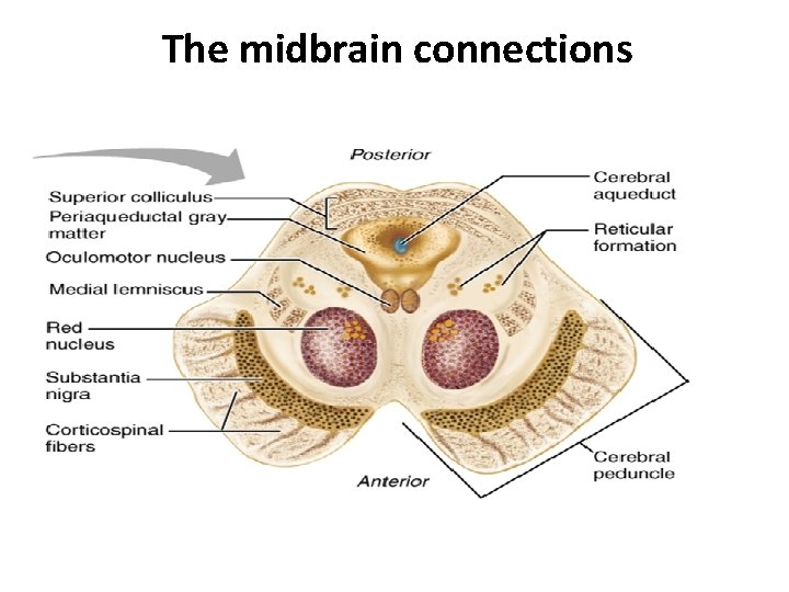 The midbrain connections 