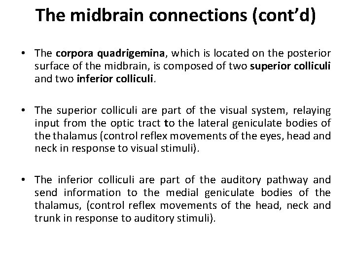The midbrain connections (cont’d) • The corpora quadrigemina, which is located on the posterior
