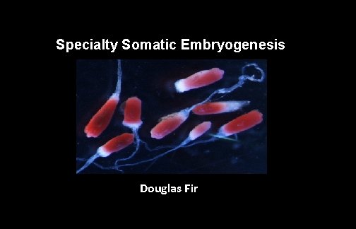 Specialty Somatic Embryogenesis Douglas Fir 