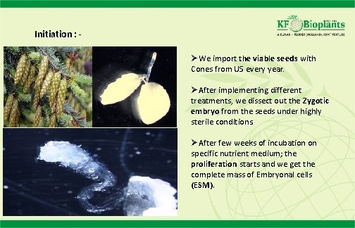 Initiation : ØWe import the viable seeds with Cones from US every year. ØAfter Initiation : ØWe import the viable seeds with Cones from US every year. ØAfter