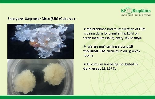 Embryonal Suspensor Mass (ESM) Cultures : - ØMaintenance and multiplication of ESM is being