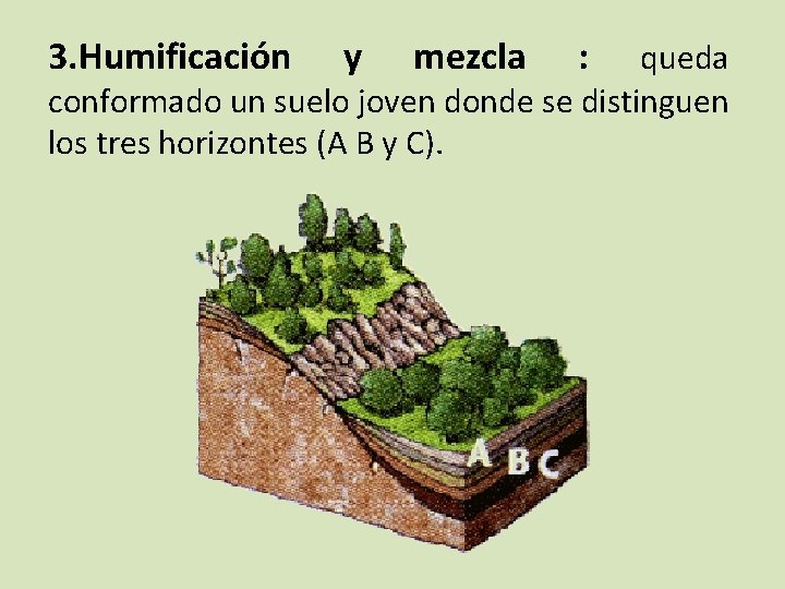 3. Humificación y mezcla : queda conformado un suelo joven donde se distinguen los