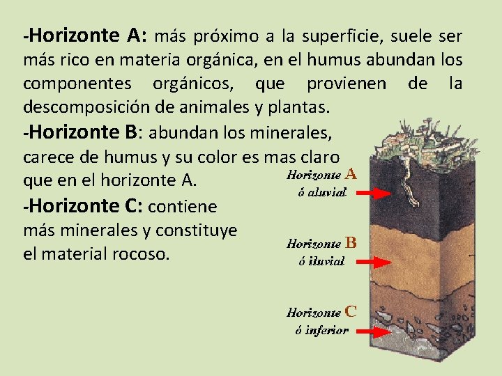 -Horizonte A: más próximo a la superficie, suele ser más rico en materia orgánica,