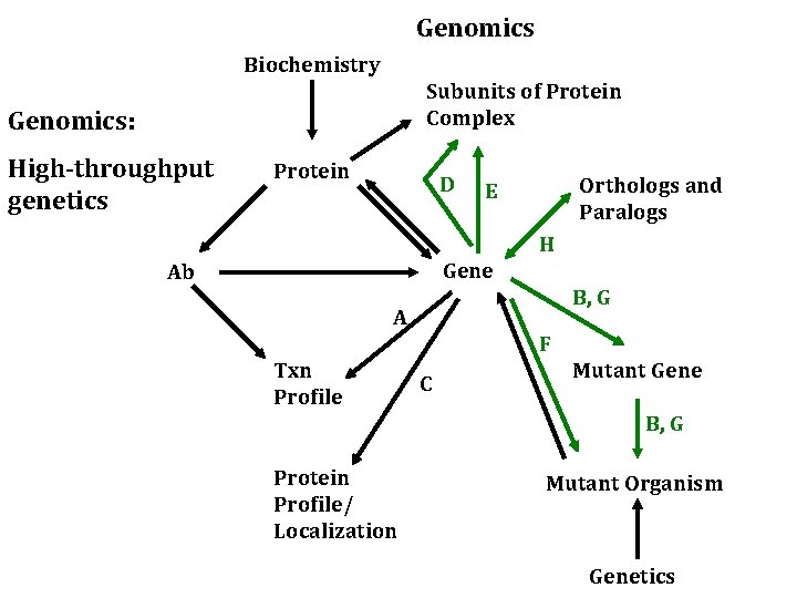 Genomics Biochemistry Subunits of Protein Complex Genomics: High-throughput genetics Protein D Orthologs and Paralogs