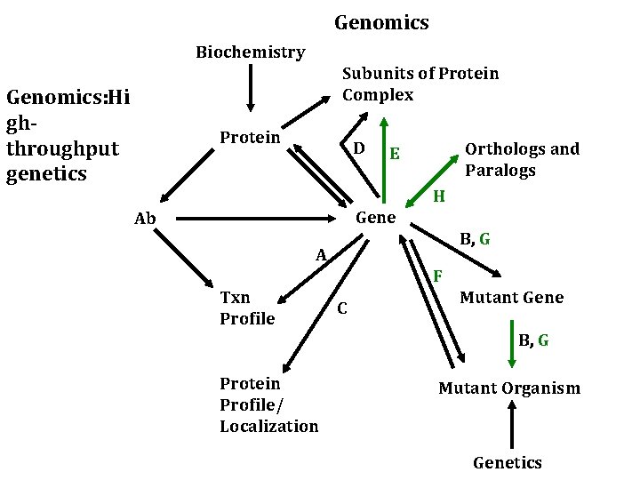 Genomics Biochemistry Subunits of Protein Complex Genomics: Hi ghthroughput genetics Protein D Orthologs and