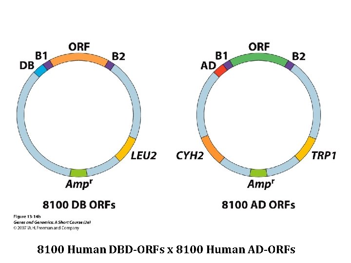 8100 Human DBD-ORFs x 8100 Human AD-ORFs 